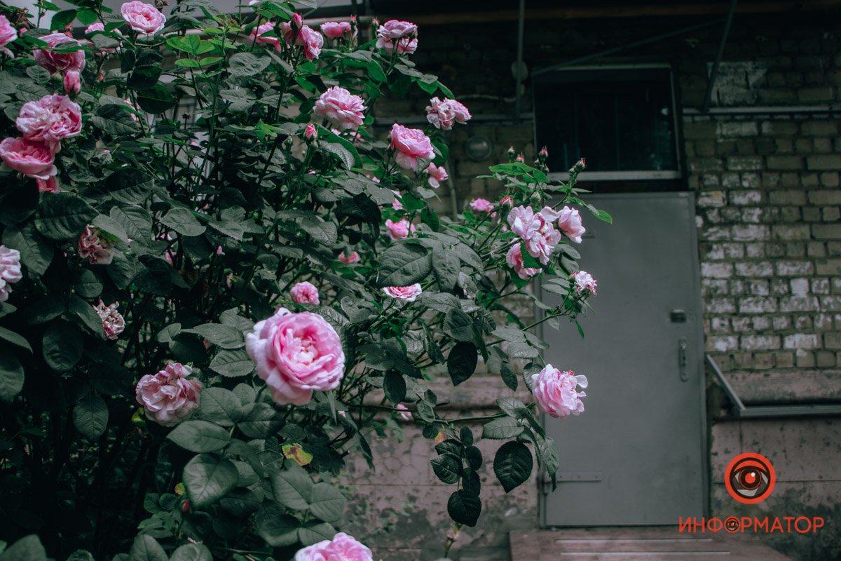 В Днепре распустились розы В Днепре распустились розы