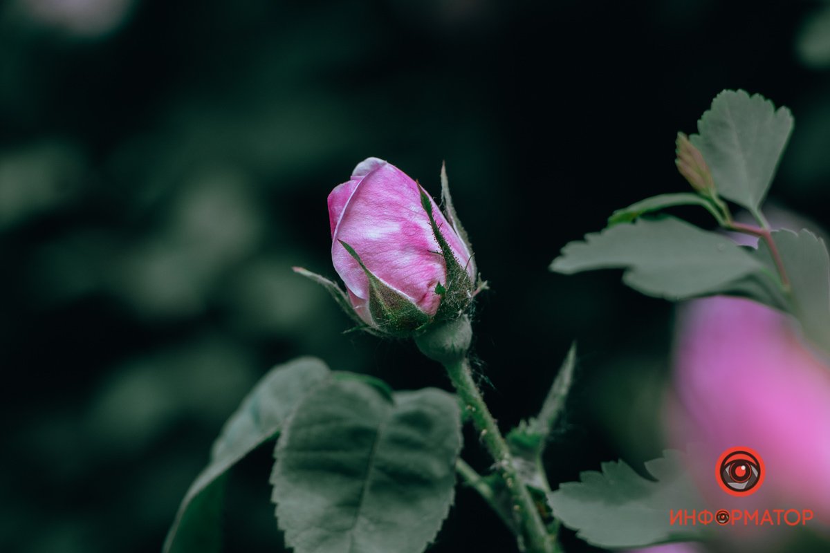 Нераскрывшийся бутон Нераскрывшийся бутон