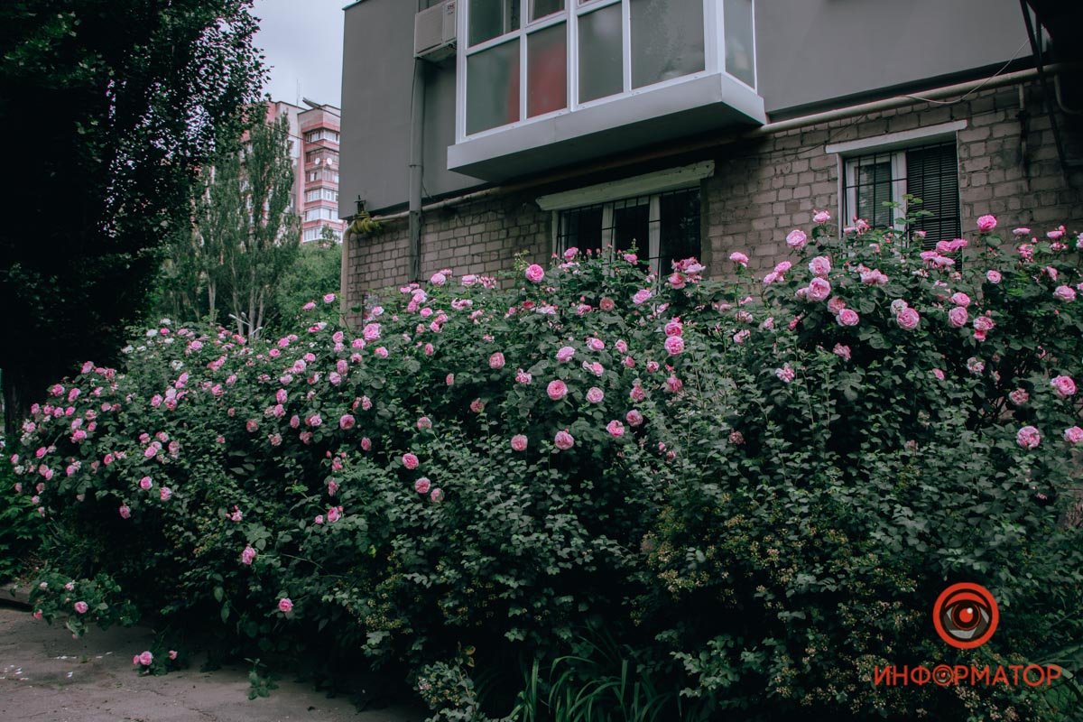 Представили аромат Представили аромат