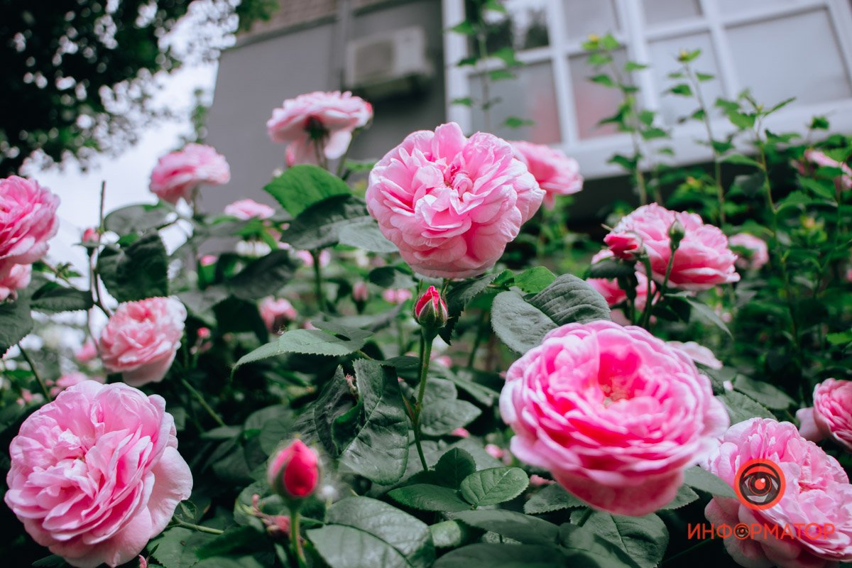 Бархатные лепестки Бархатные лепестки