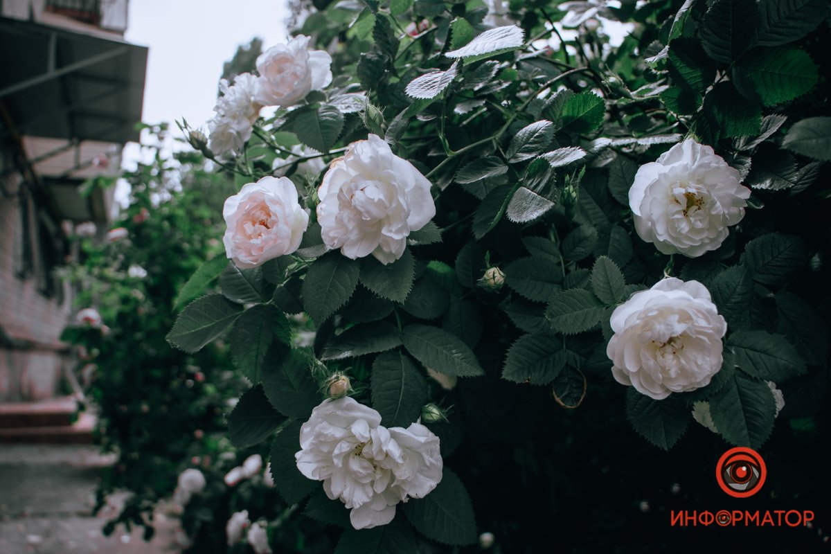 Алые и белые Алые и белые