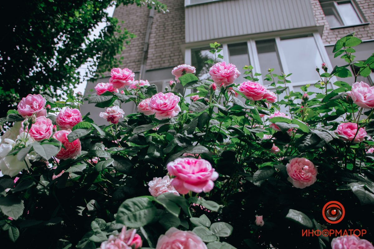 А также розовые А также розовые