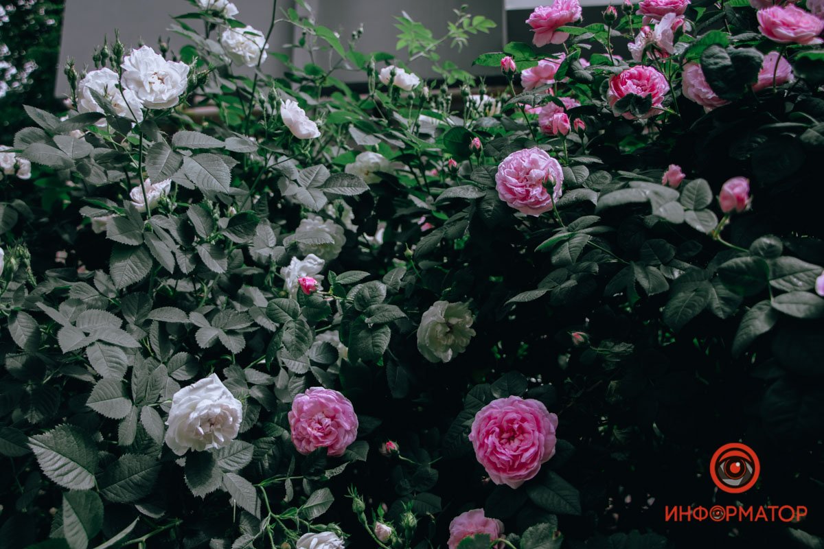 Противостояние Противостояние