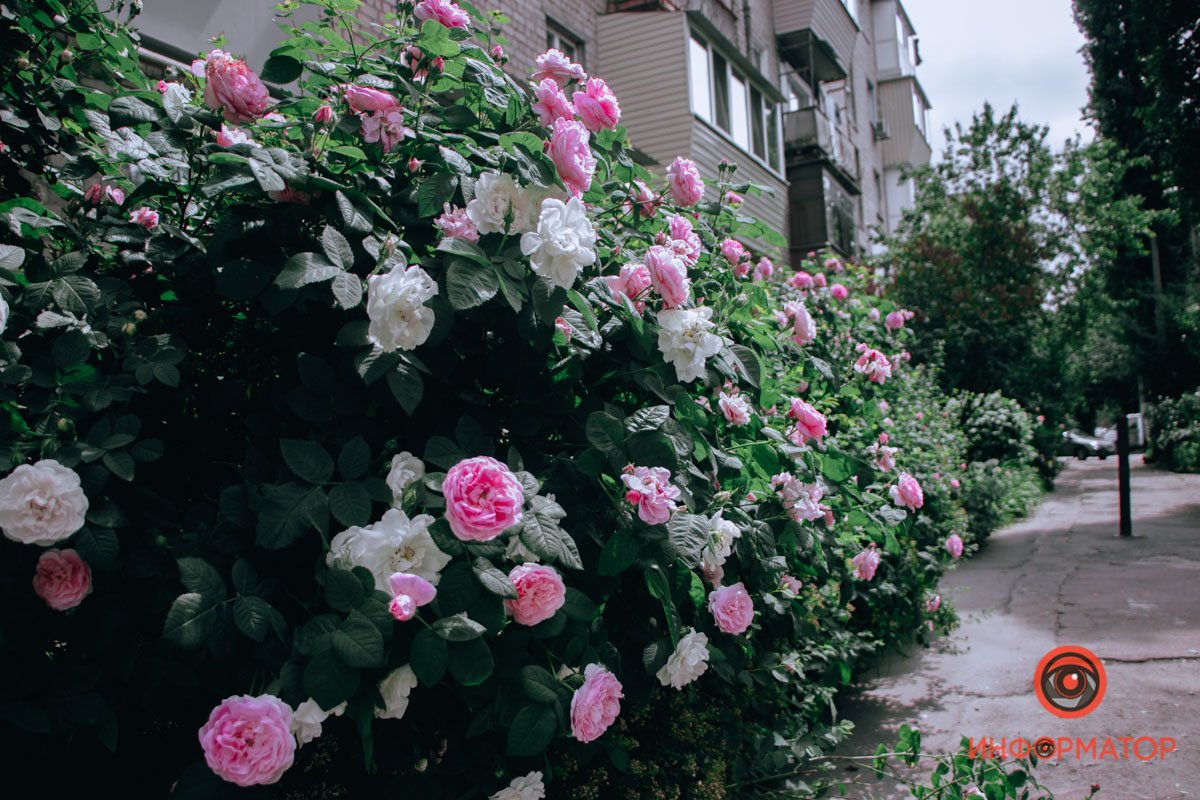 Как гирлянды Как гирлянды