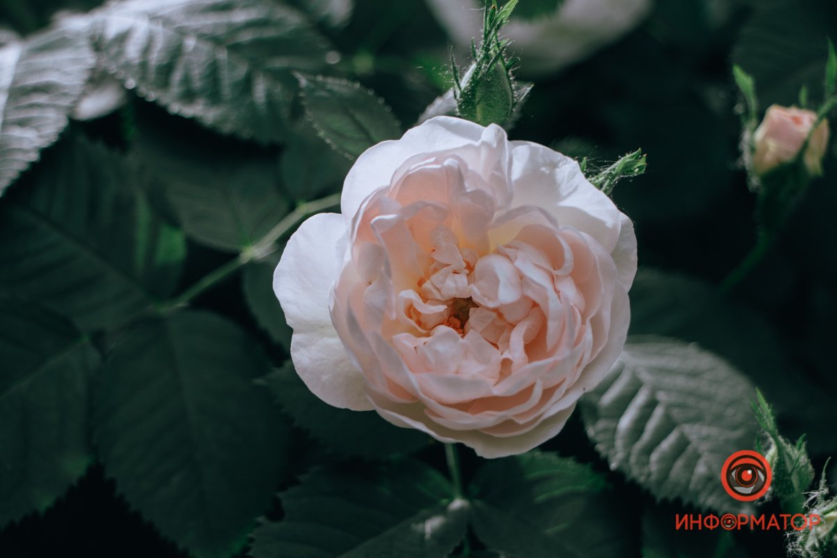 Шекспир их воспевал Шекспир их воспевал