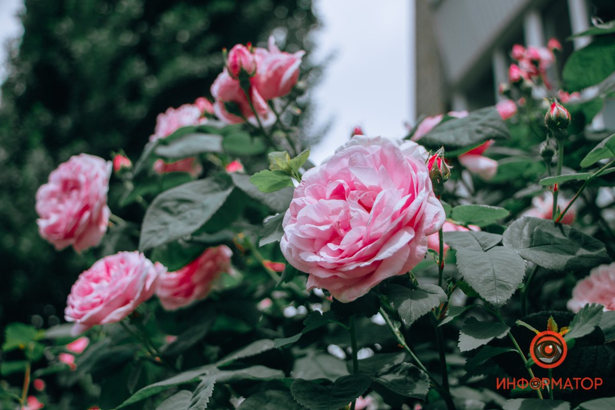 Нежные, но с шипами Нежные, но с шипами