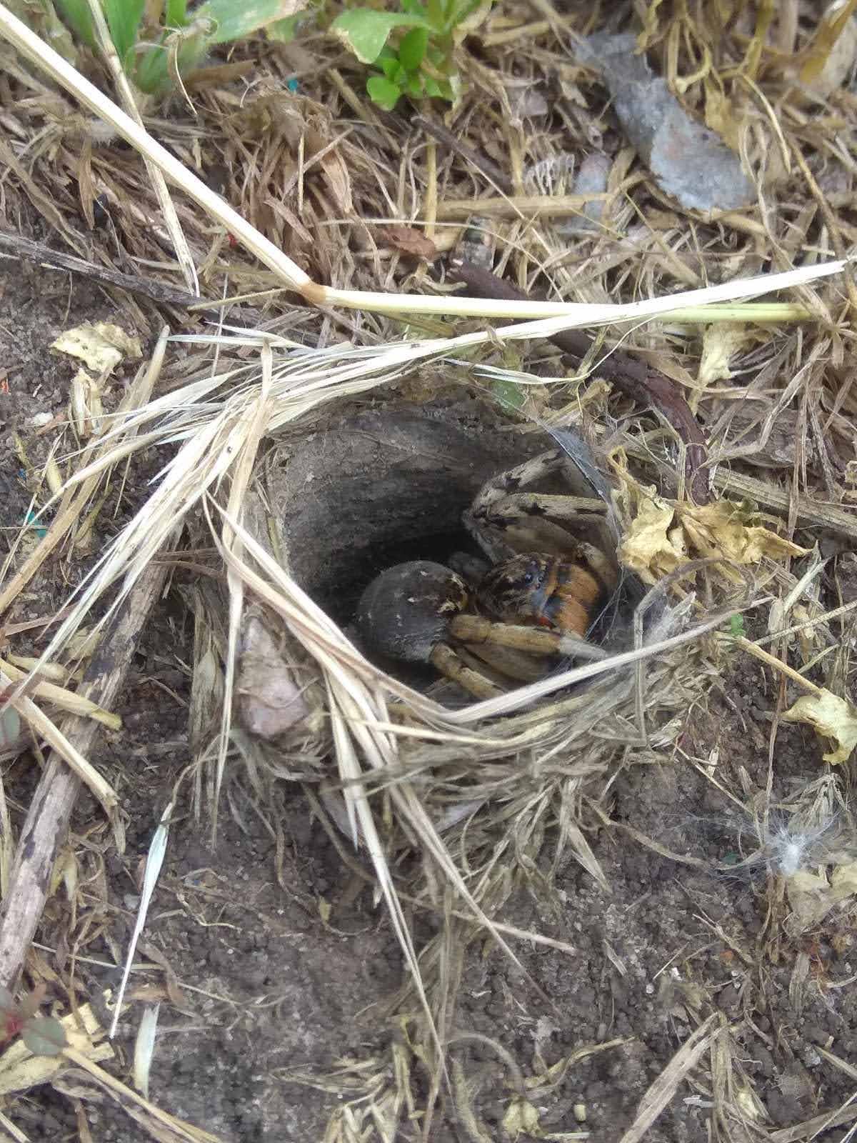 Он неагрессивный Он неагрессивный