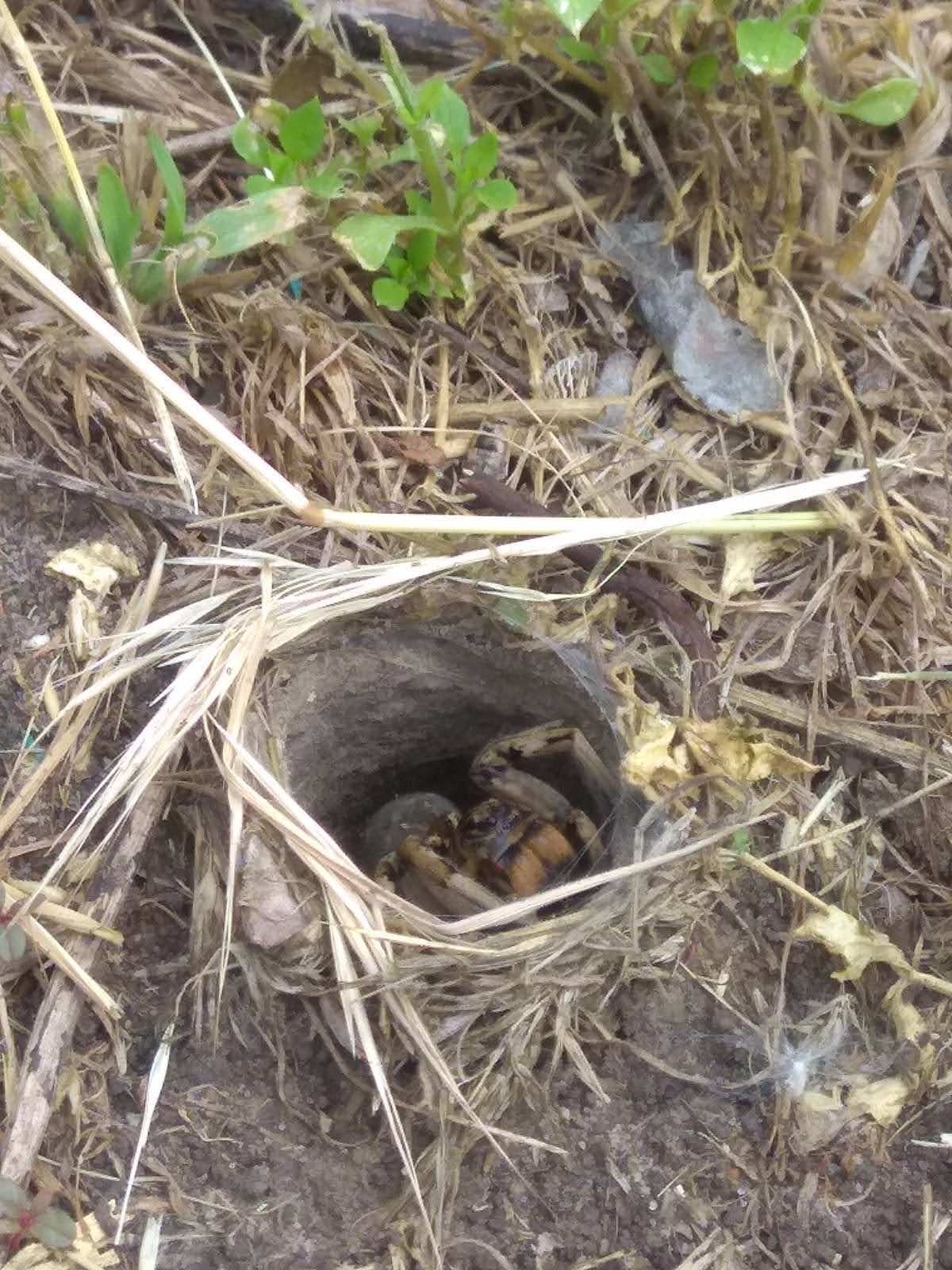 Лучше его не трогать Лучше его не трогать