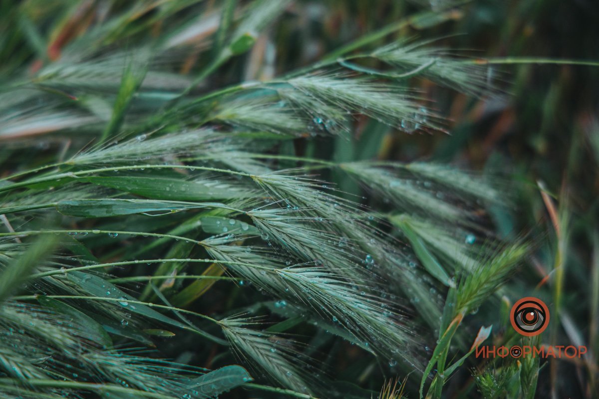 Насыщаются влагой