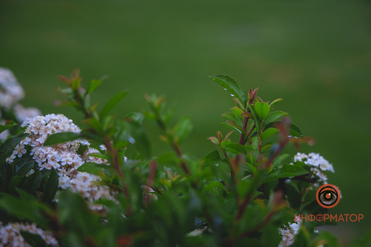 Капли дождя цветы лишь красят