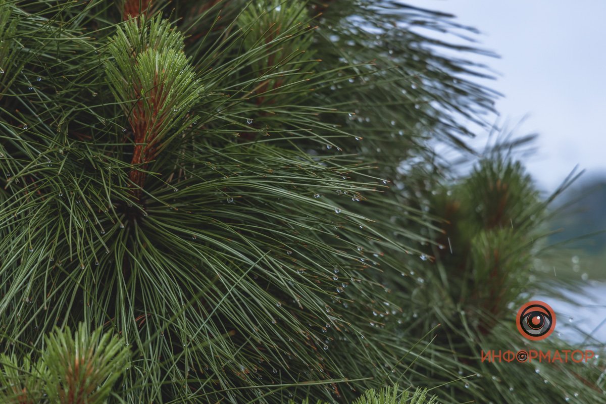 Вечно зеленые 