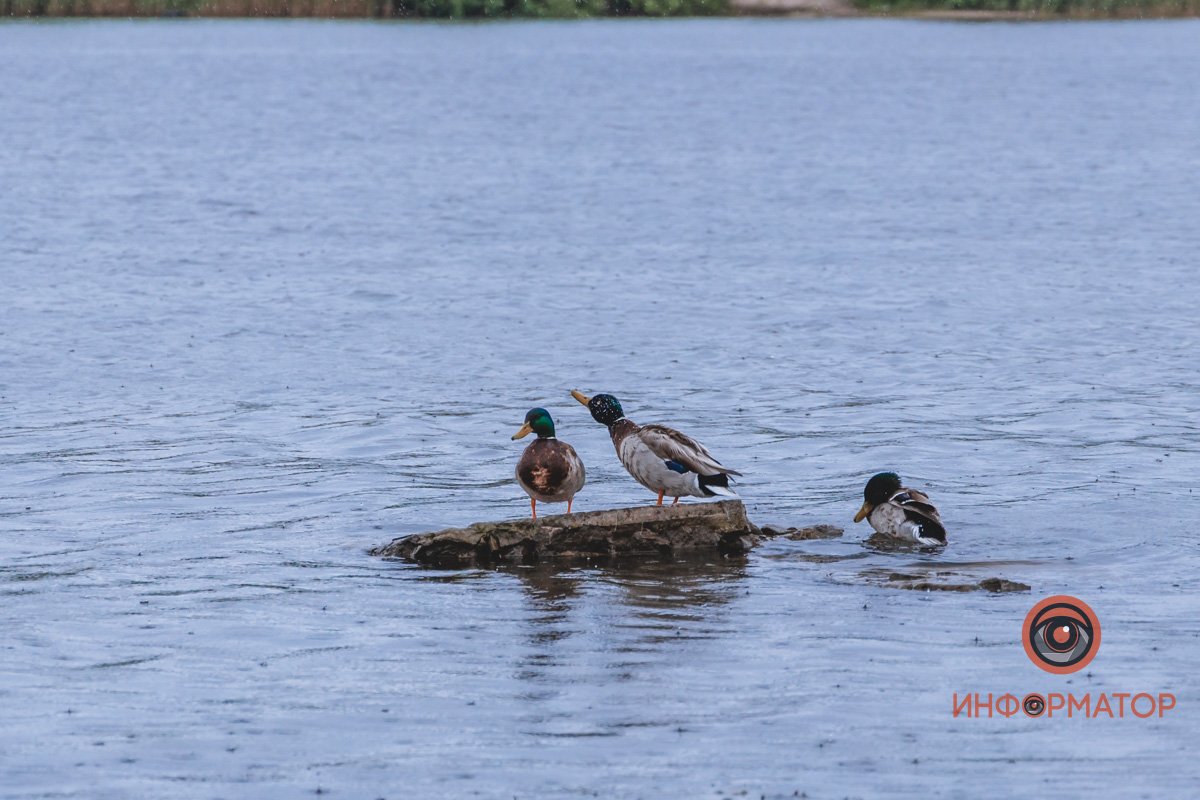 Судя по всему, им погода по душе