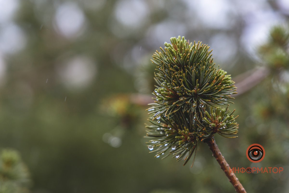 Веет свежестью