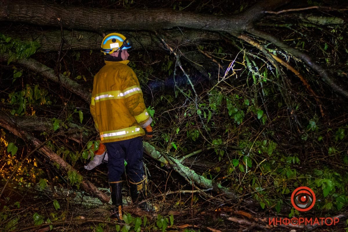 Дерево довольно большое, бригада одна, поэтому работы могут затянуться