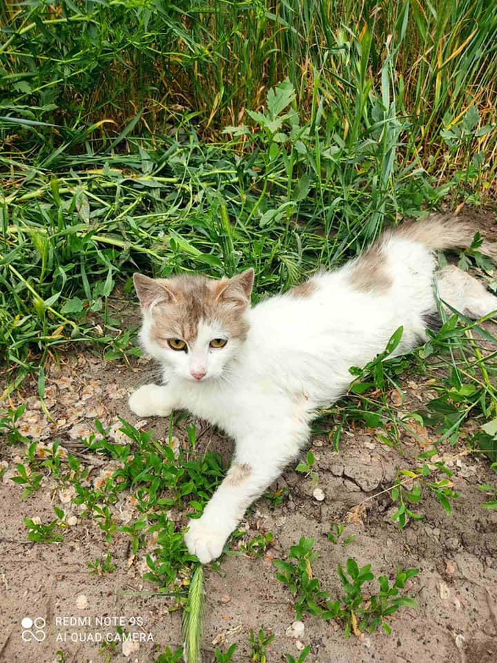 Кошечка не могла ходить