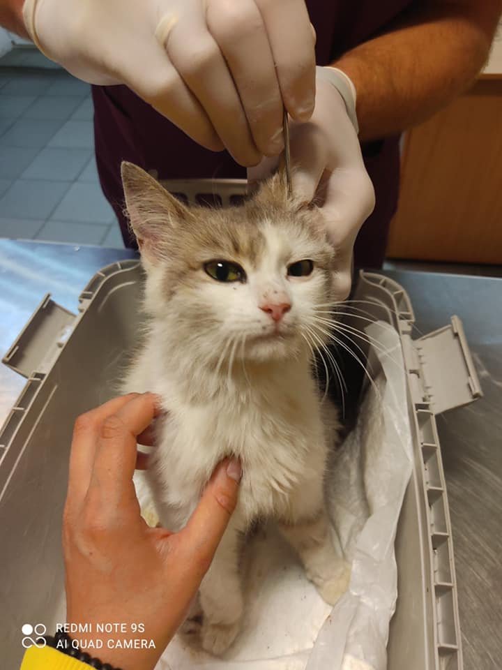 Пулька не падает духом