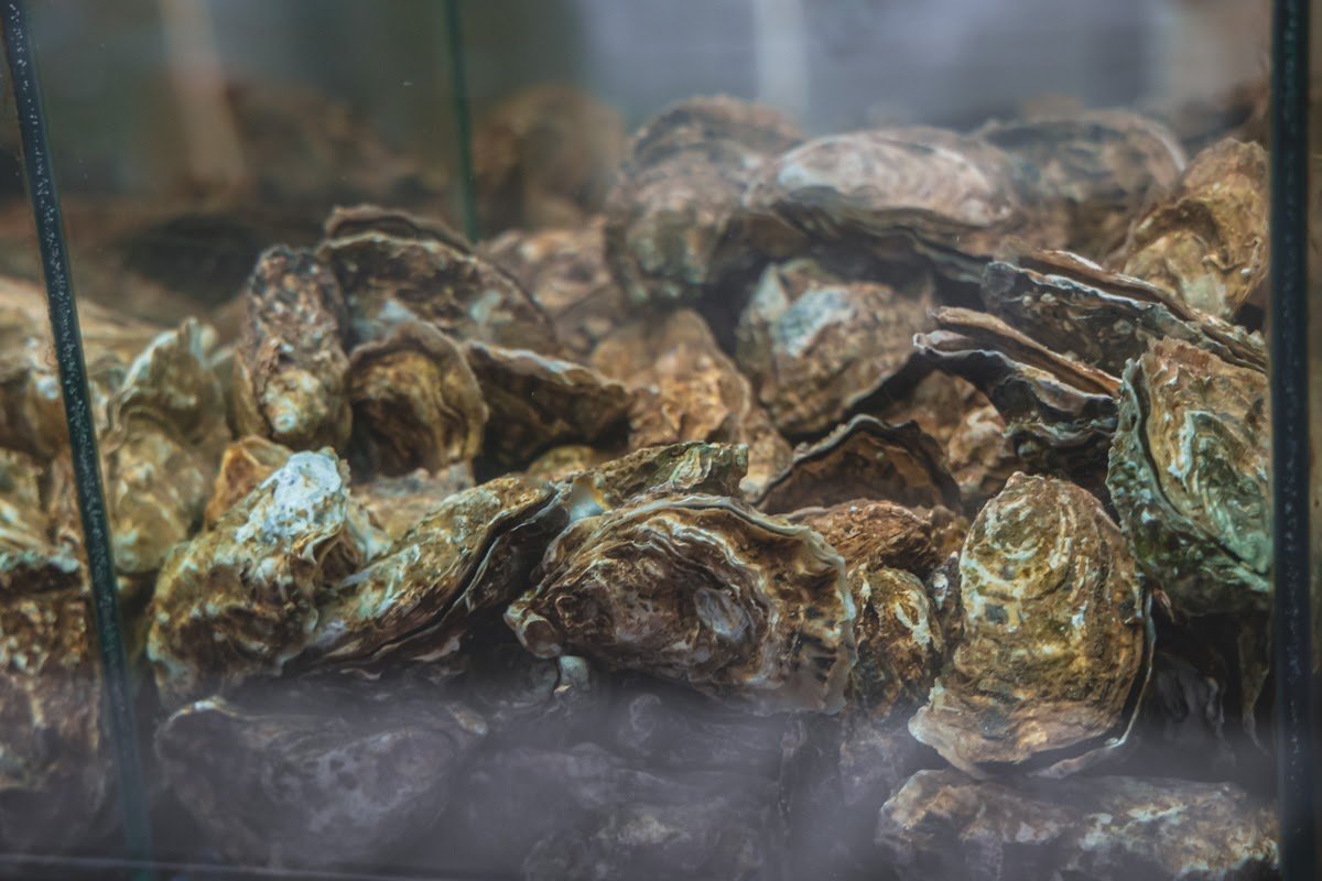 Разные виды устриц