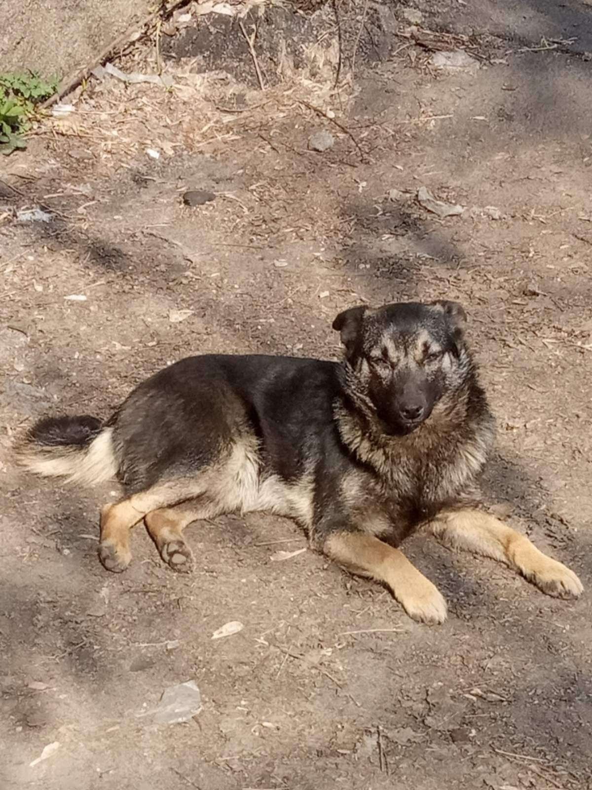 В Днепре пропало много животных: помогите найти 1