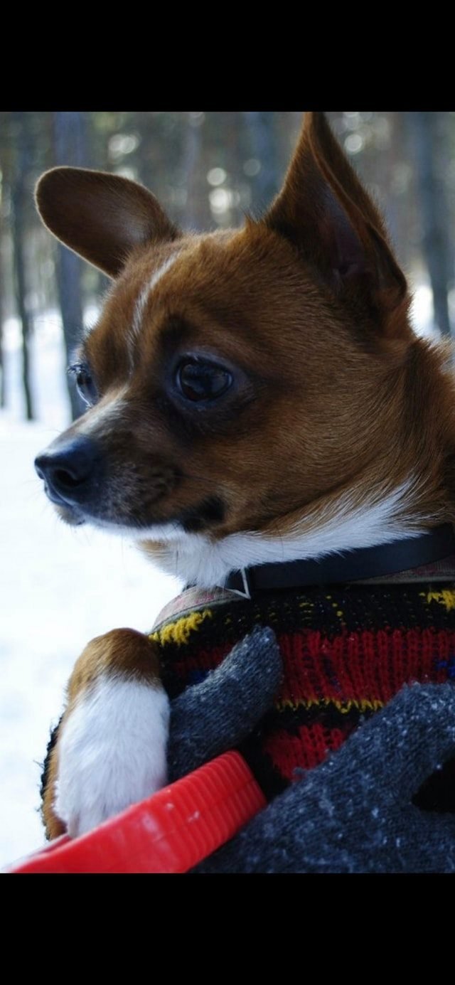 В Днепре пропало много животных: помогите найти 2