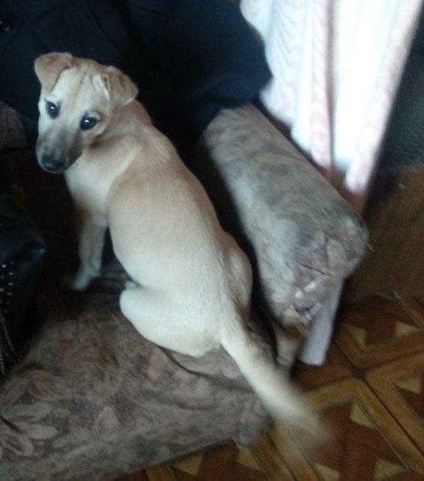 В Днепре пропало много животных: помогите найти 3