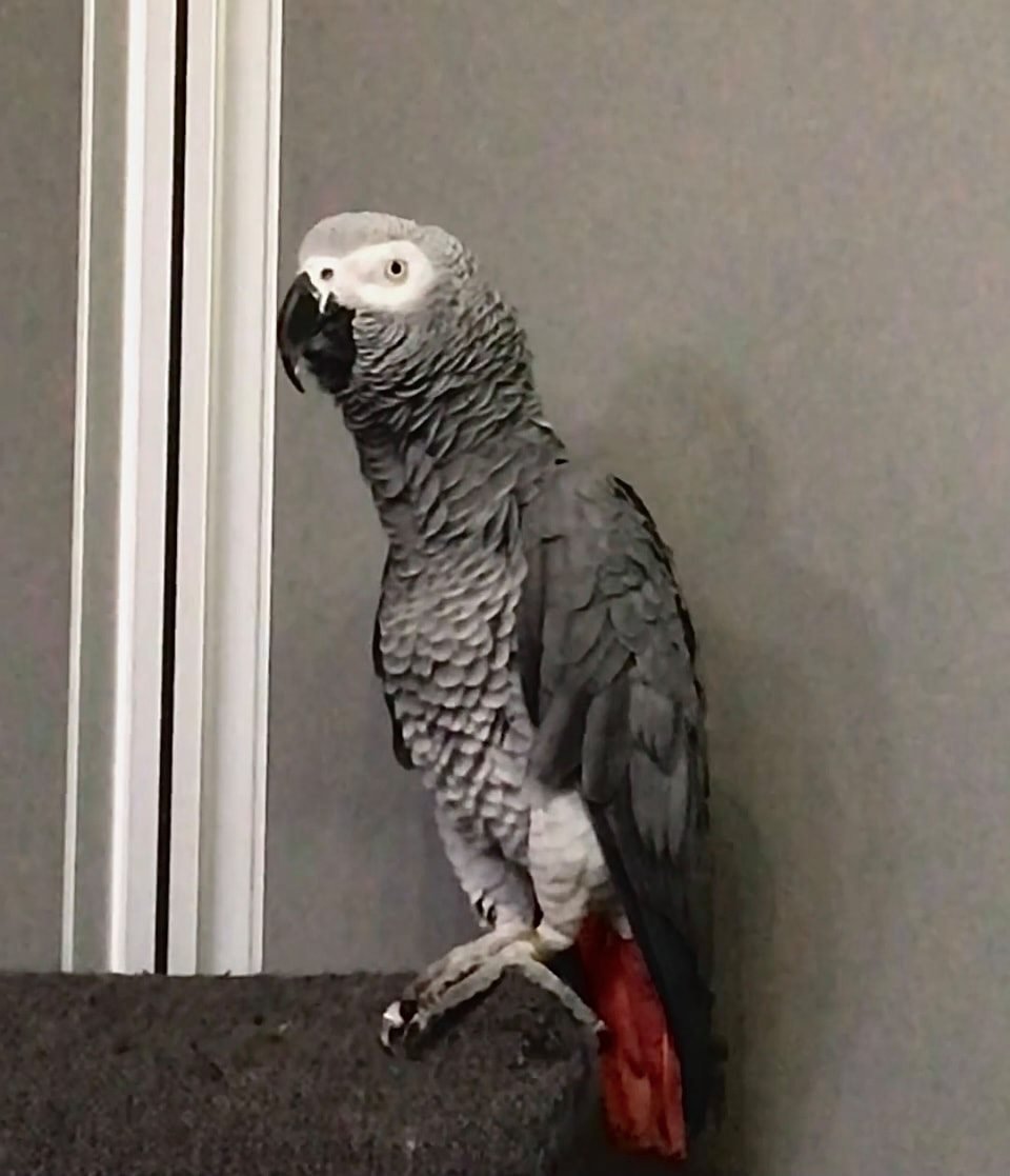 В Днепре пропало много животных: помогите найти 4