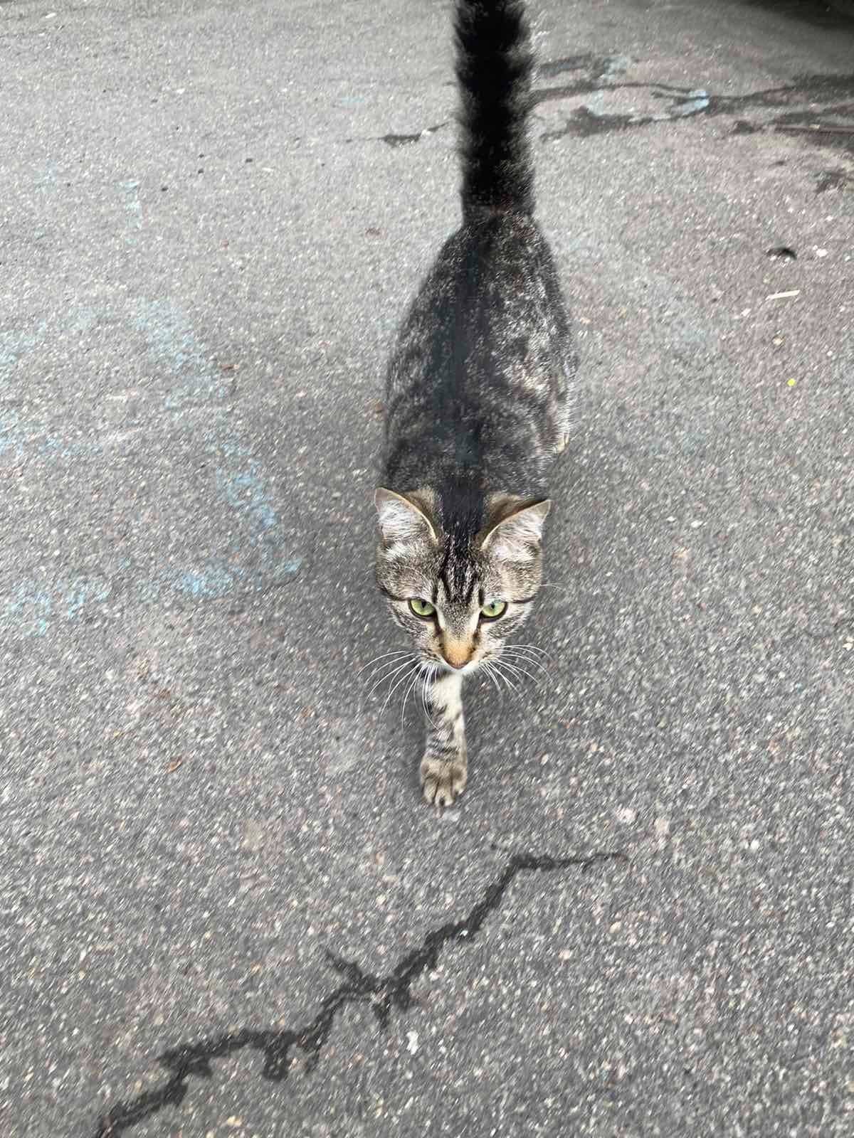 В Днепре пропало много животных: помогите найти 5