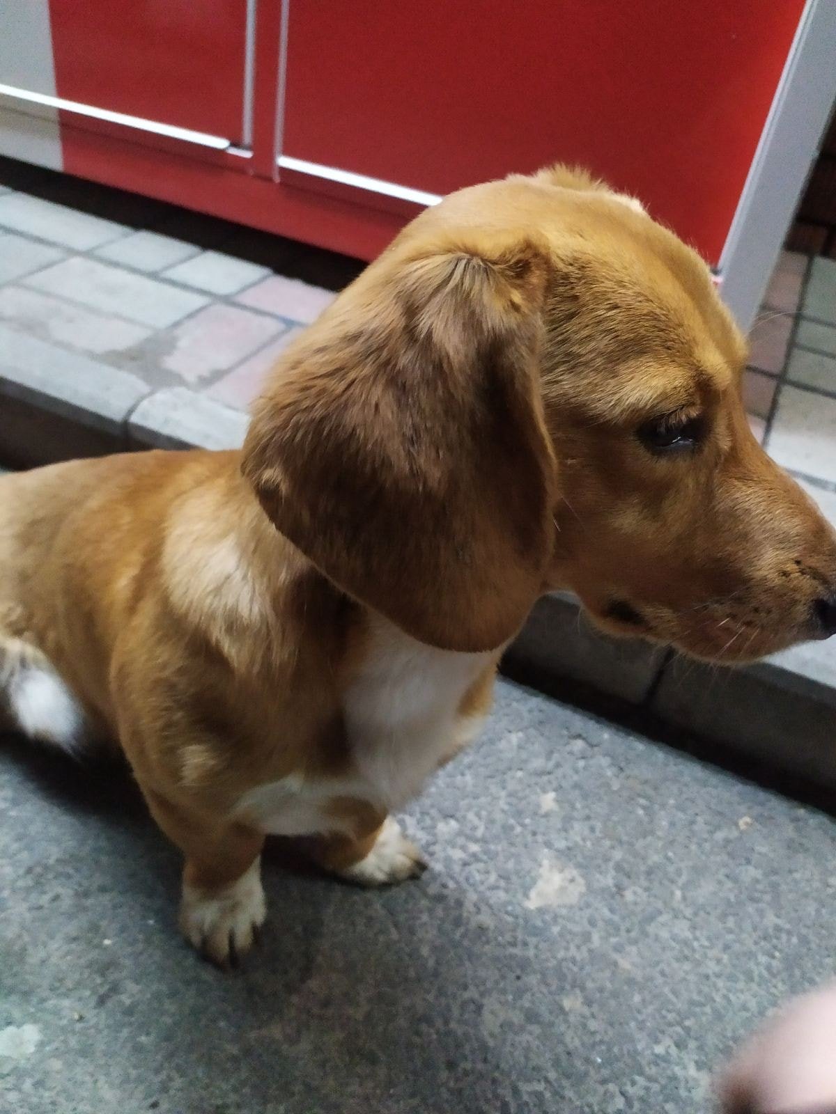 В Днепре пропало много животных: помогите найти 6