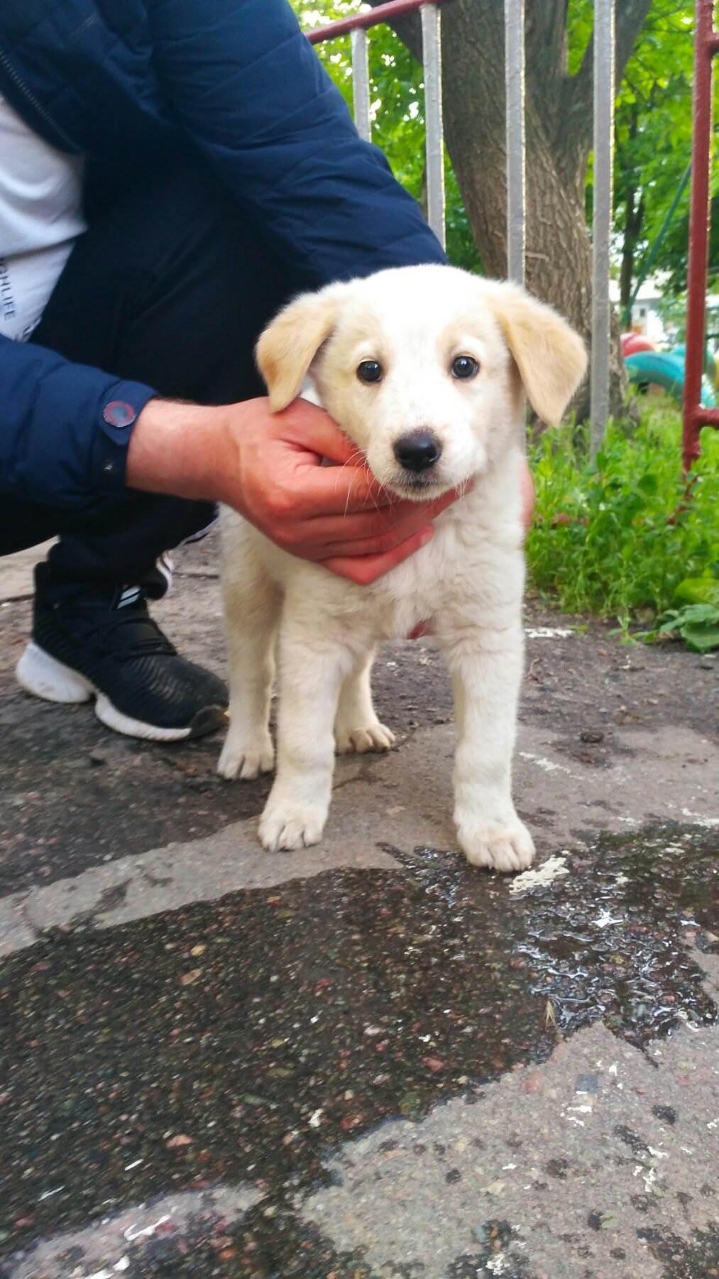 В Днепре пропало много животных: помогите найти 7