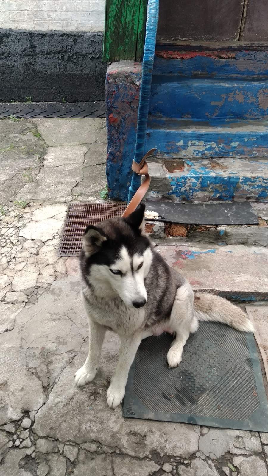 В Днепре пропало много животных: помогите найти 8