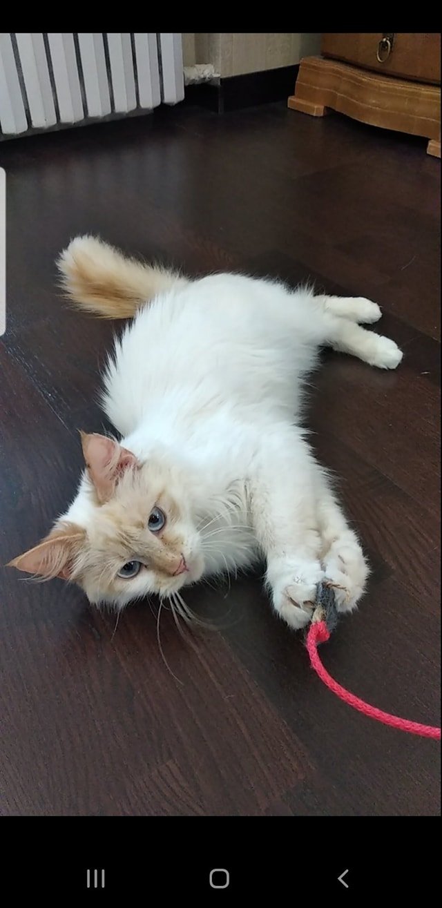 В Днепре пропало много животных: помогите найти 9