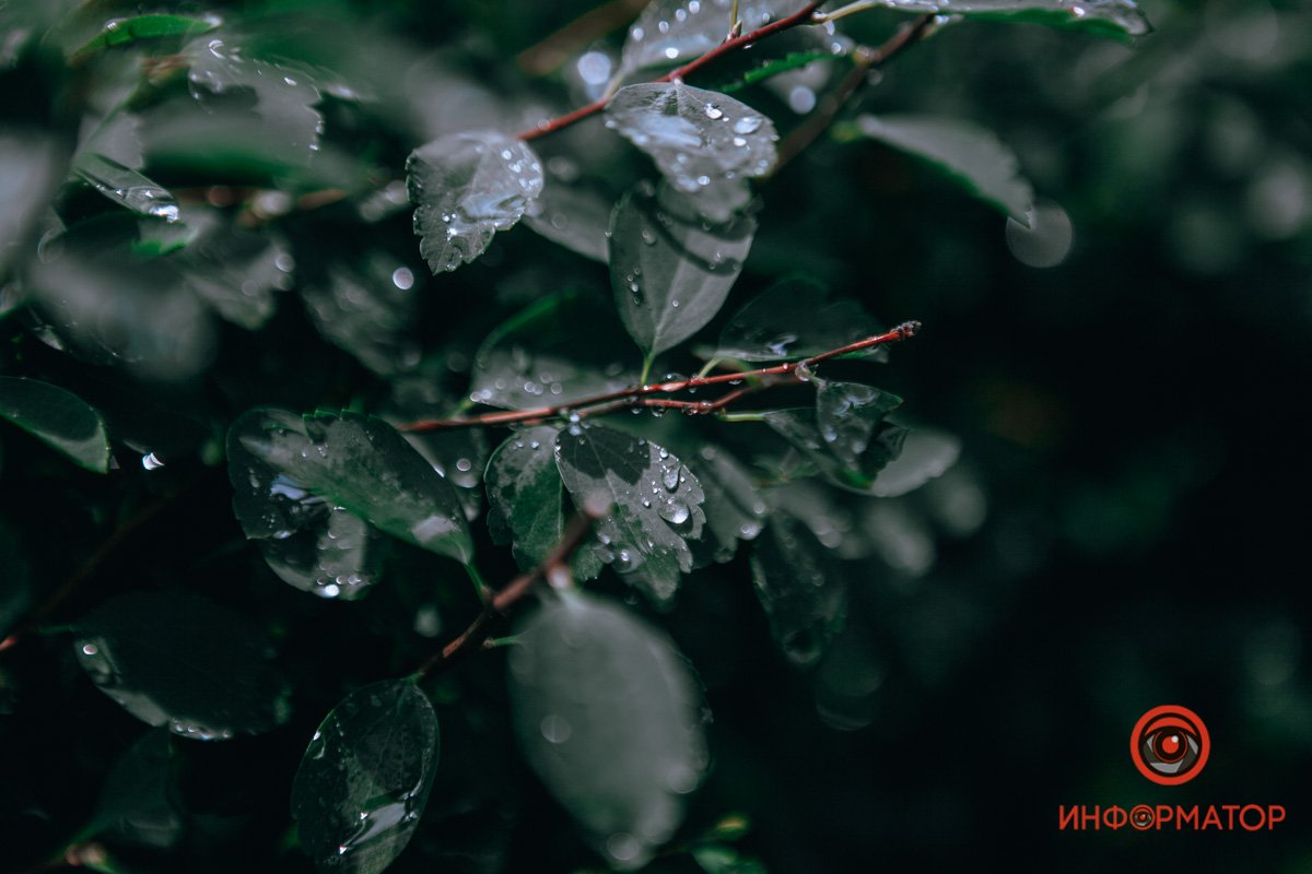 Мокрые листочки Мокрые листочки