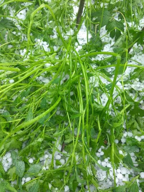 В Днепропетровской области выпал сильный град: льдинки побили урожай 3