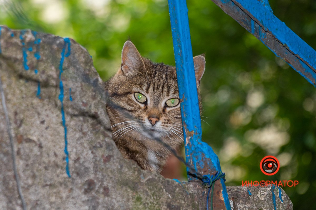 Следит за порядком Следит за порядком