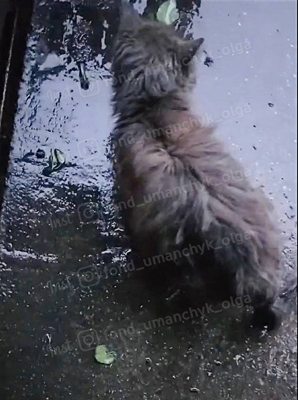 Кот может остаться инвалидом Кот может остаться инвалидом