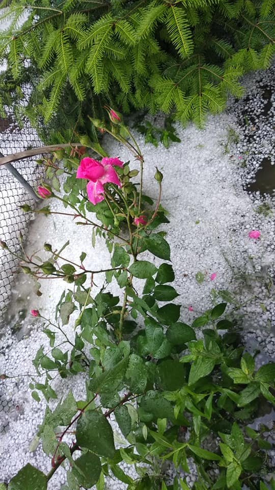 Бедные цветы