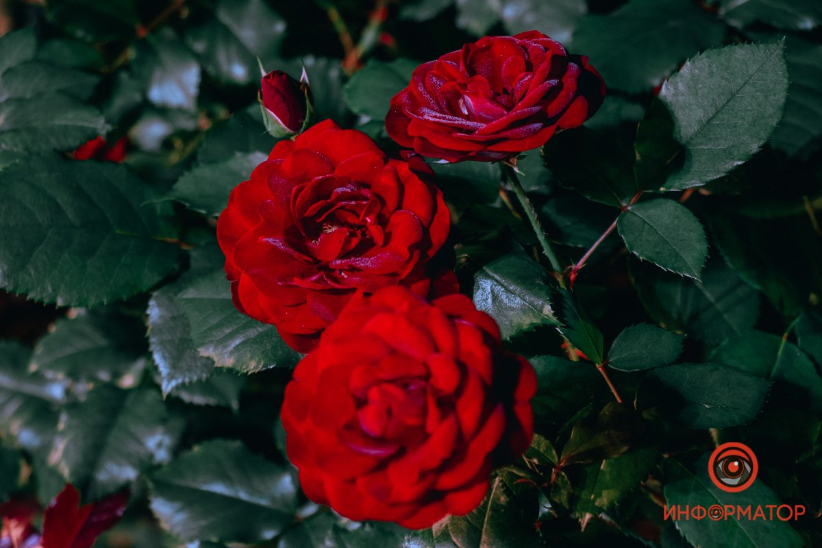 Розы готовятся ко сну