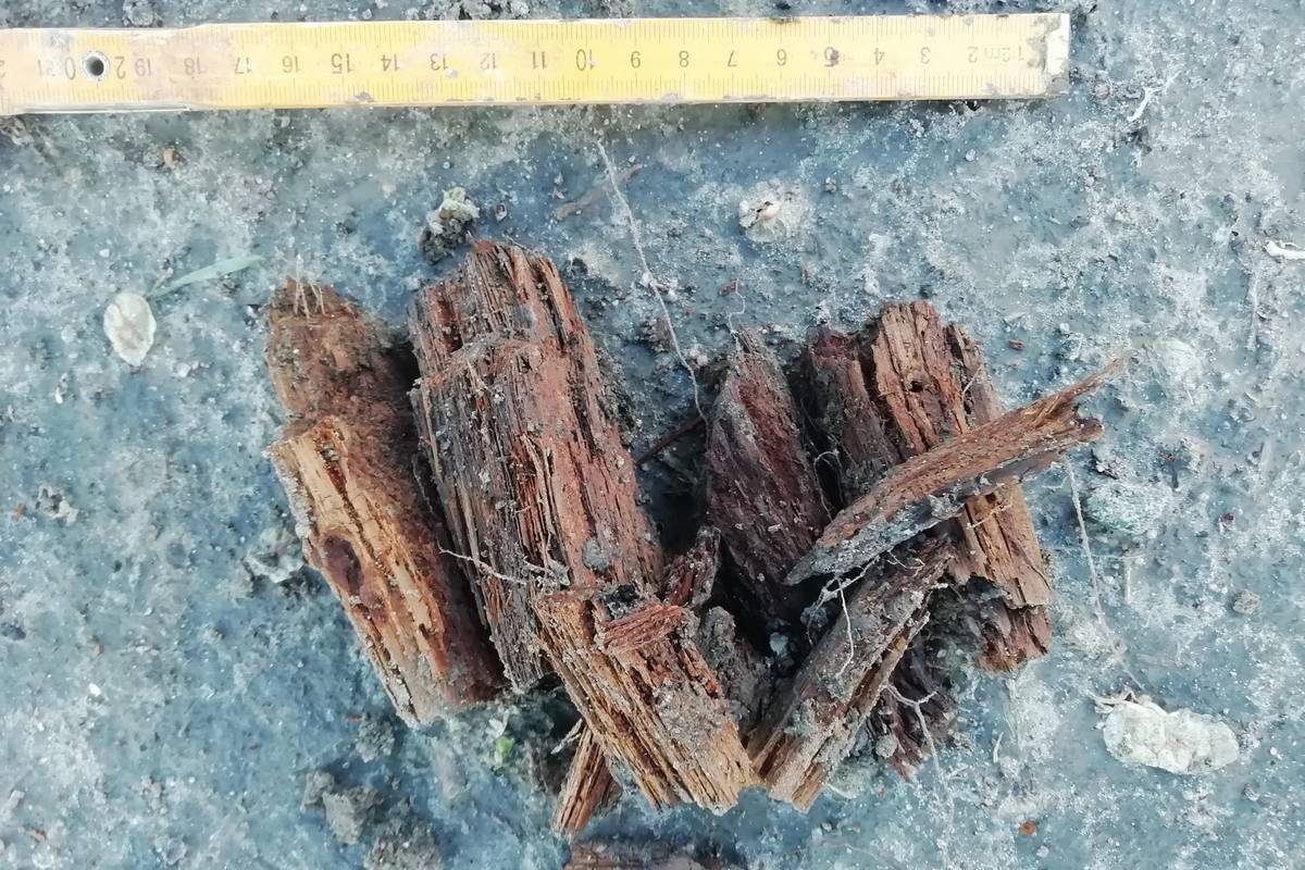 Нашли древесину былых времен