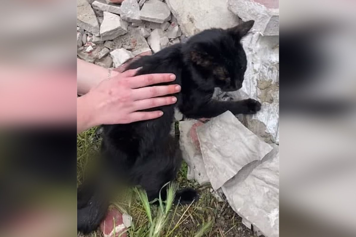 Кот с вырванным хвостом