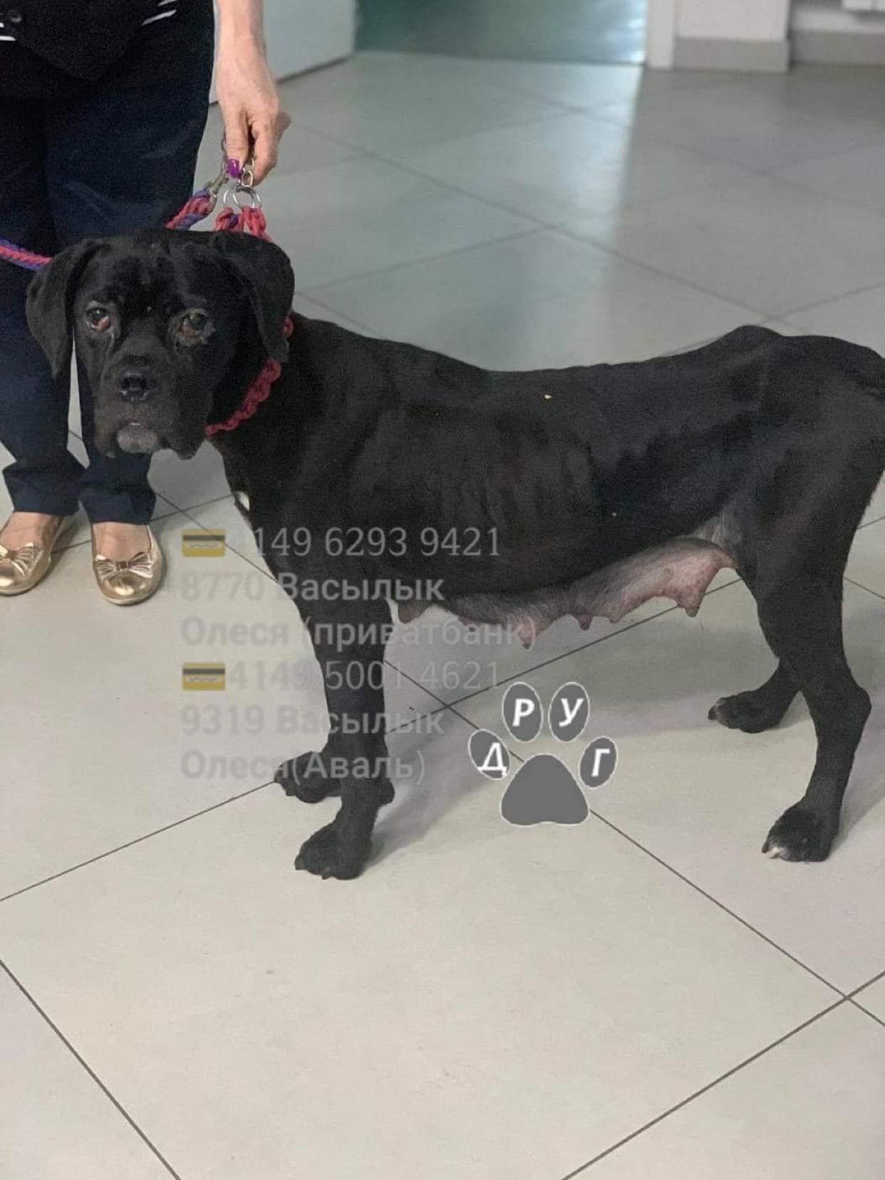 Истощенная Корса