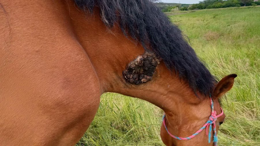 Язва образовалась после неудачного укола вакцины сельским ветеринаром Язва образовалась после неудачного укола вакцины сельским ветеринаром