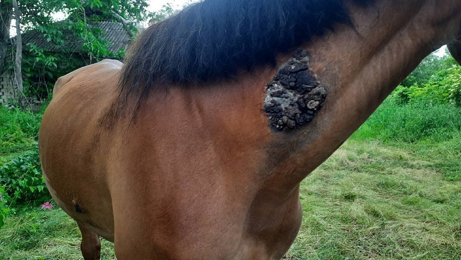 На теле лошади 5 очагов саркоидоза На теле лошади 5 очагов саркоидоза