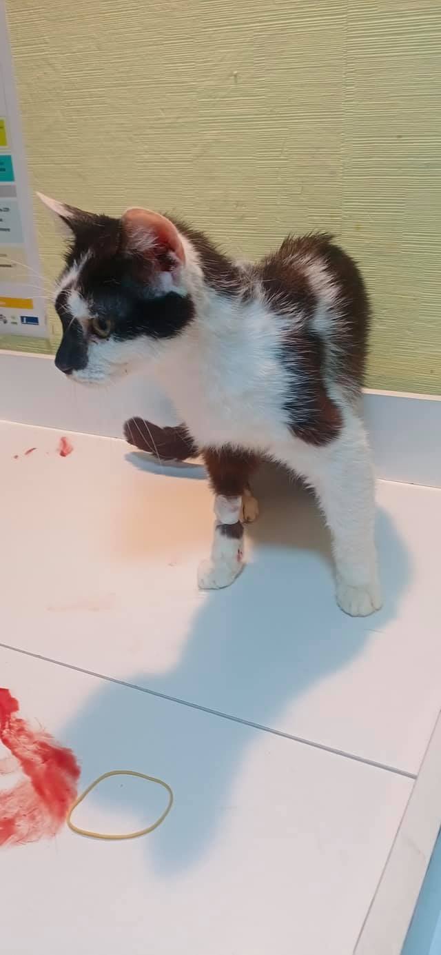 В Днепре приюту с 85 животными и только одним волонтером срочно нужна помощь 1