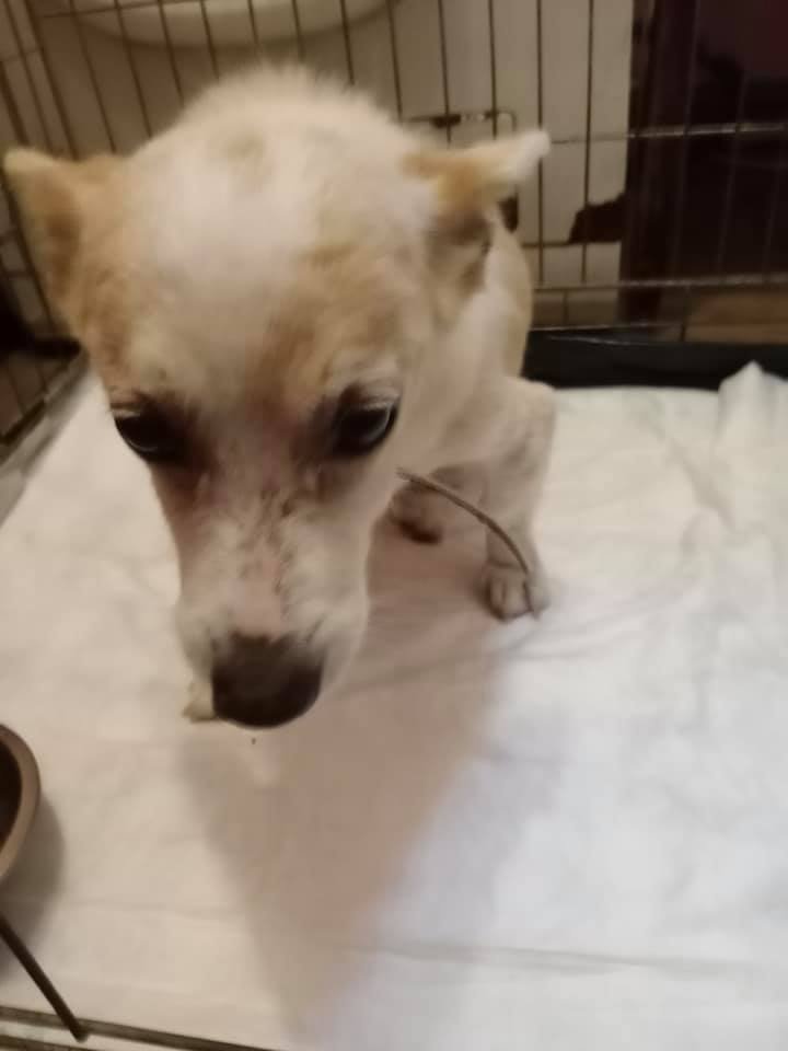 В Днепре приюту с 85 животными и только одним волонтером срочно нужна помощь 2