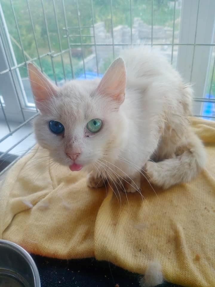 В Днепре приюту с 85 животными и только одним волонтером срочно нужна помощь 3