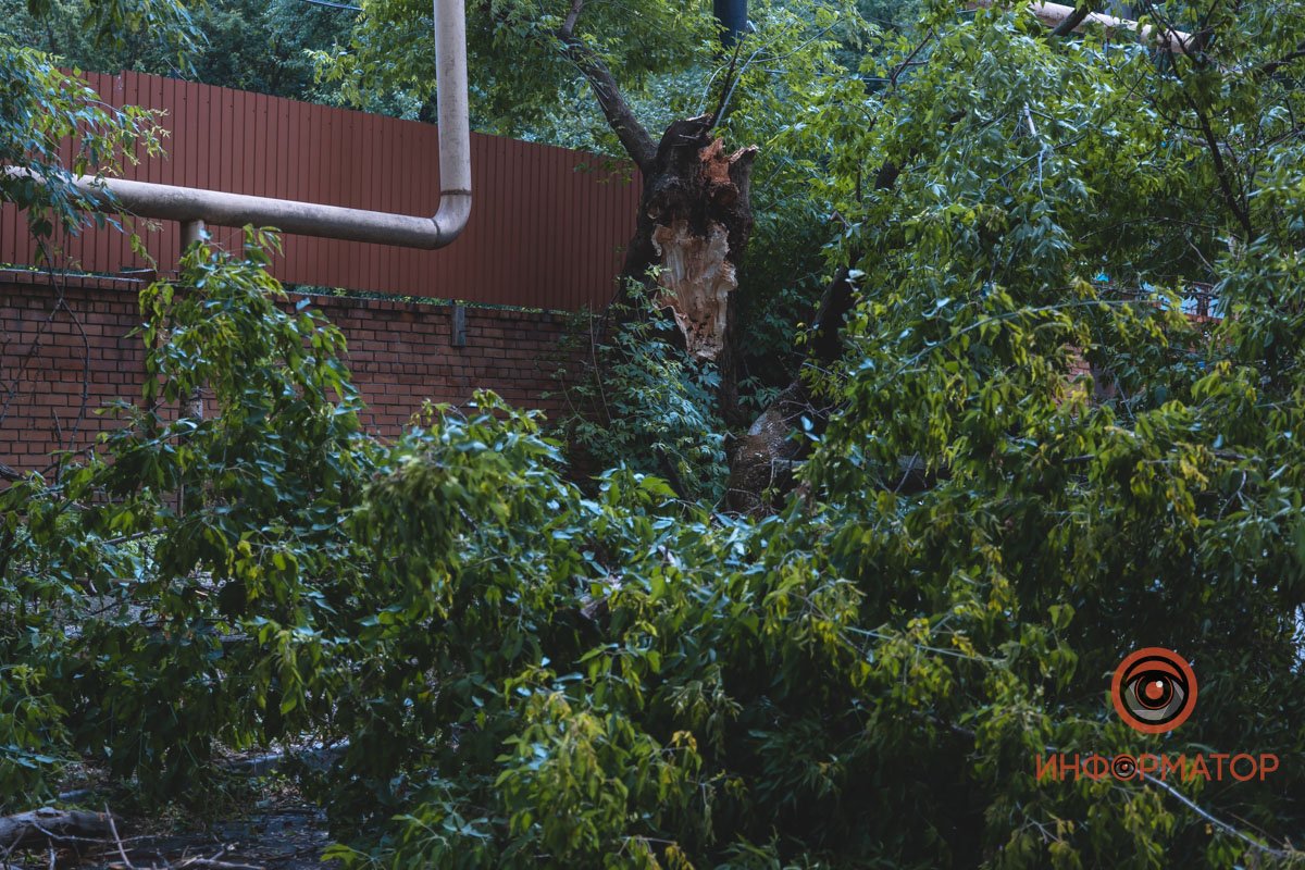 В четверг, 17 июня, на улице Щербаня упало дерево