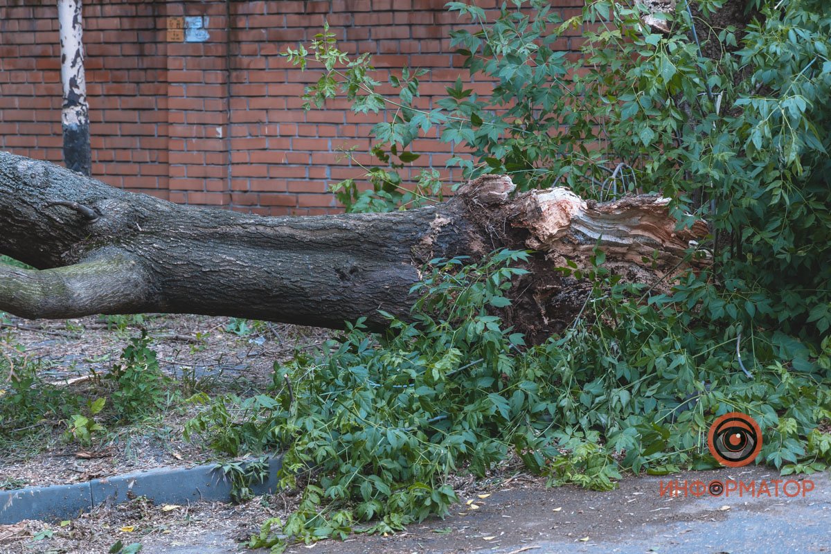 По словам очевидцев, дерево было старым