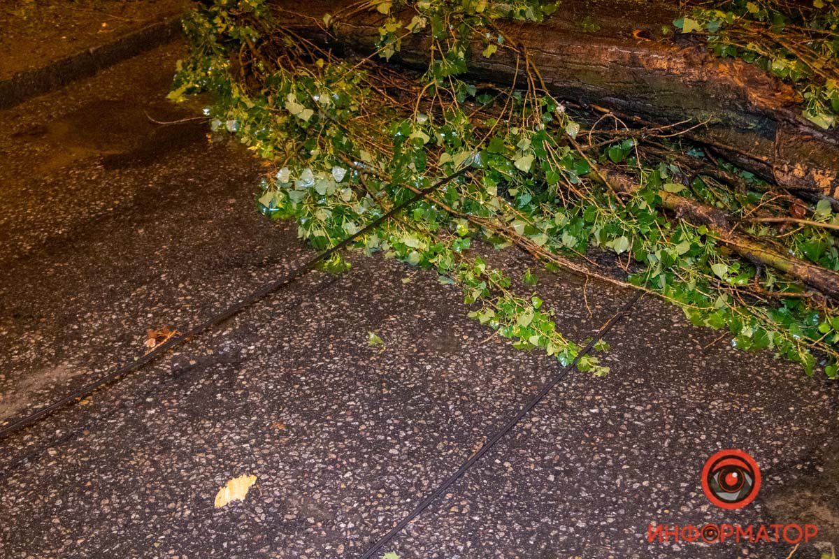 Дерево зацепило провода Дерево зацепило провода