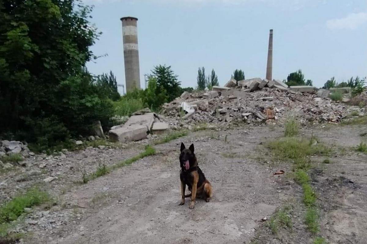 Служебная овчарка по кличке Бес помогла в поисках Служебная овчарка по кличке Бес помогла в поисках