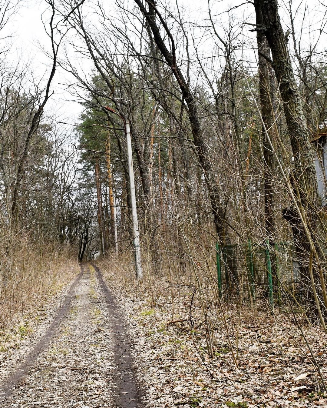 Места для лисят Места для лисят