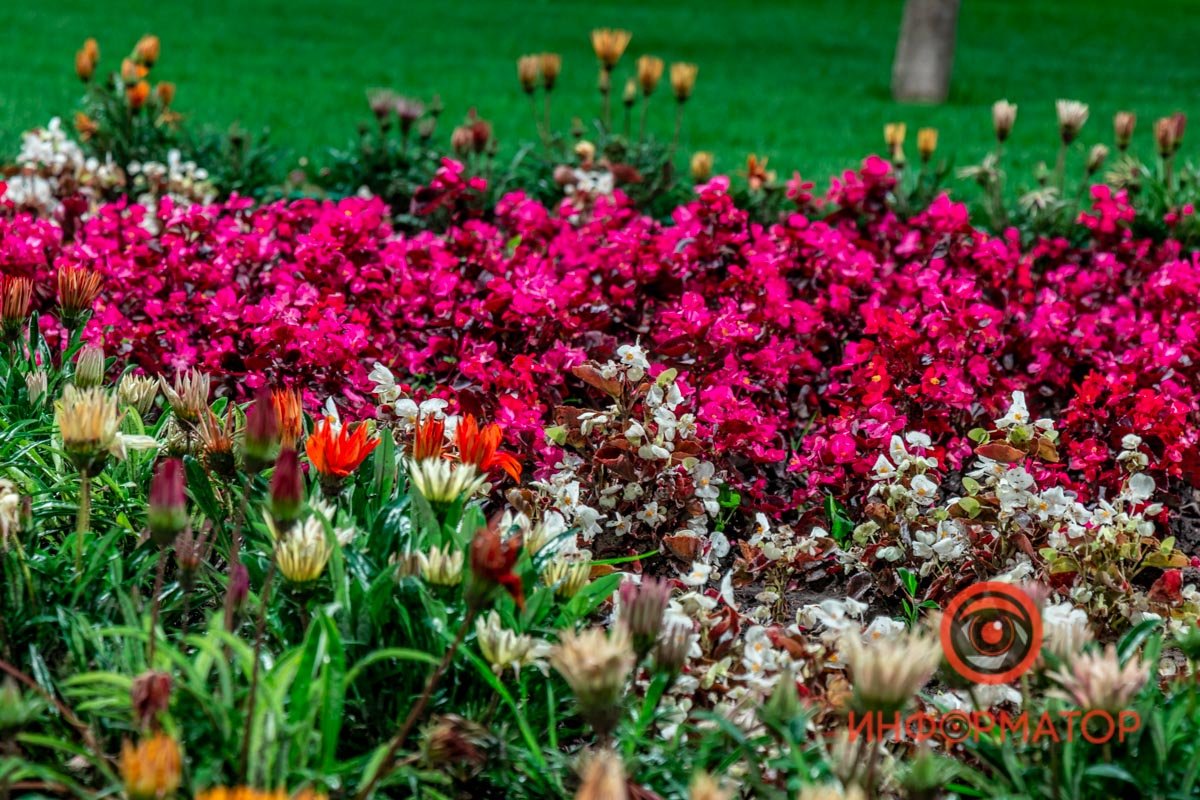 Цветы яркие даже ночью